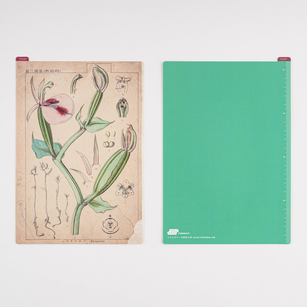 Tomitaro Makino: Hobonichi Pencil Board (Tomitaro Makino) For A6 Size / A5  Size / Weeks - Accessories Lineup - Accessories - Hobonichi Techo 2024