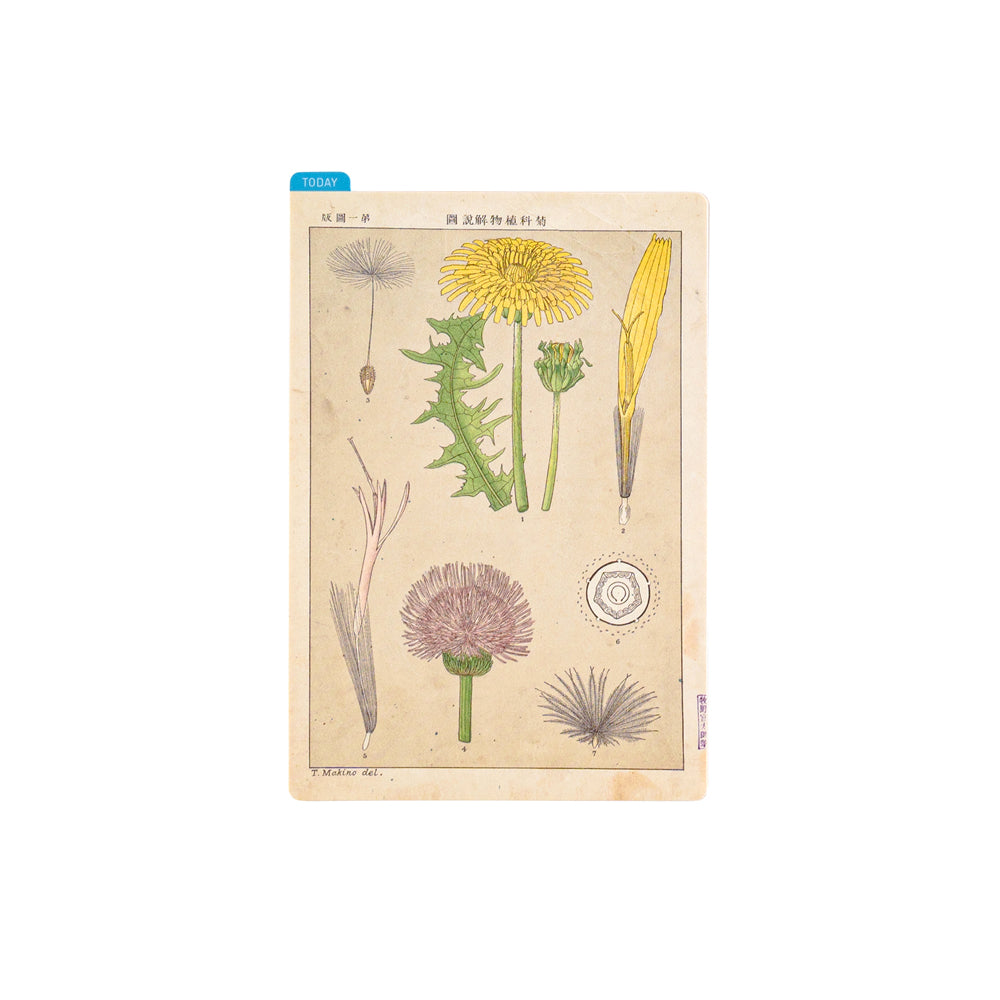 Tomitaro Makino / Hobonichi Pencil Board – PaperPlantCo